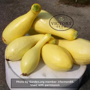 Dixie F1 Summer Squash