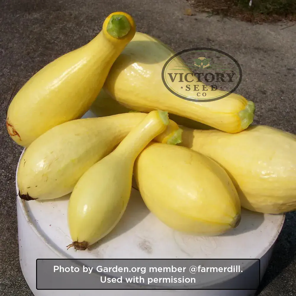 Dixie F1 Summer Squash