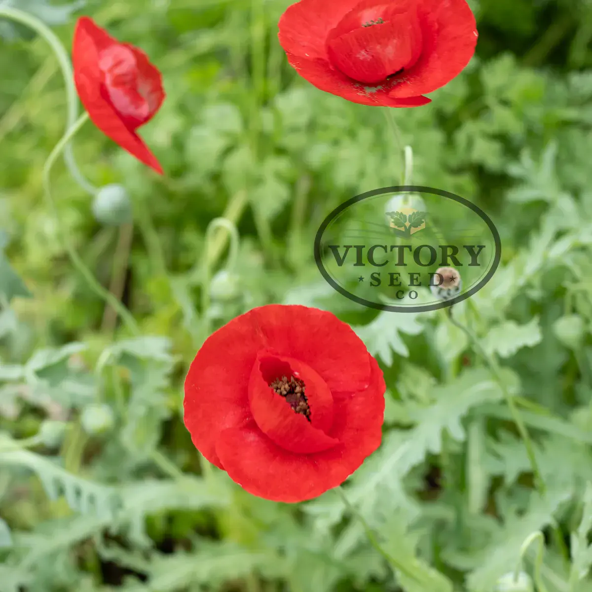 Turkish Tulip Poppy