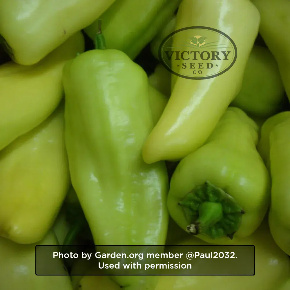 Gypsy F1 Sweet Pepper