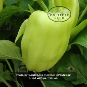 Gypsy F1 Sweet Pepper