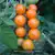 SunSugar F1 Tomato thumbnail 2