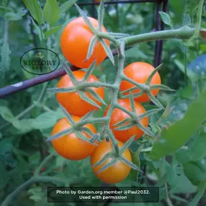 SunSugar F1 Tomato