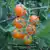 SunSugar F1 Tomato thumbnail 1