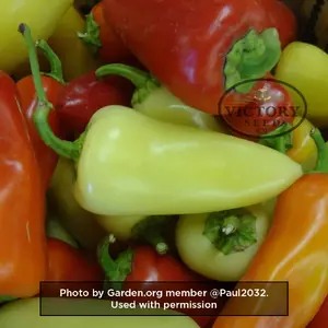 Mariachi F1 Pepper
