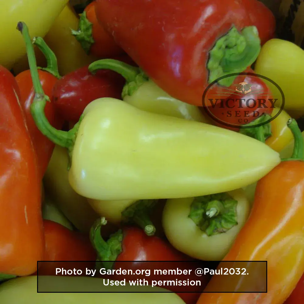 Mariachi F1 Pepper