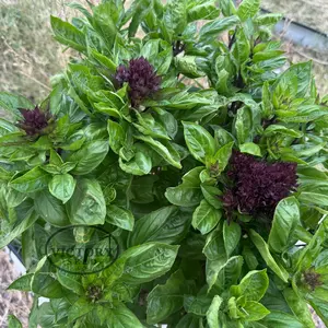 Cardinal Basil