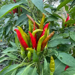 Santaka Hot Pepper