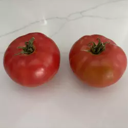 Customer review photo for Dwarf Arctic Rose Tomato