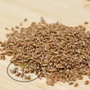 Rouge de Bordeaux Wheat