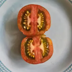 Customer review photo for Dwarf Sandy Stripes Tomato