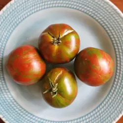Customer review photo for Dwarf Sandy Stripes Tomato
