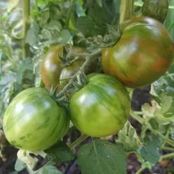 Customer review photo for Dwarf Sandy Stripes Tomato