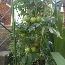Customer review photo for Dwarf Sandy Stripes Tomato