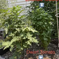 Customer review photo for Basil, Everleaf Emerald Towers