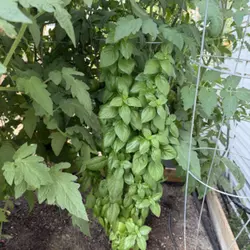 Customer review photo for Basil, Everleaf Emerald Towers