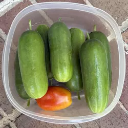 Customer review photo for Mini-Me F1 Cucumber