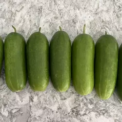 Customer review photo for Mini-Me F1 Cucumber