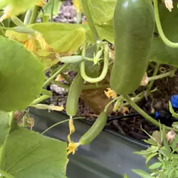 Customer review photo for Mini-Me F1 Cucumber