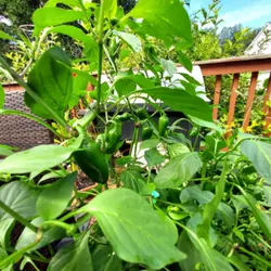 Customer review photo for Fresh Bites Red F1 Sweet Pepper