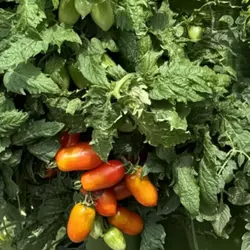 Customer review photo for Laura #5 Micro Dwarf Tomato