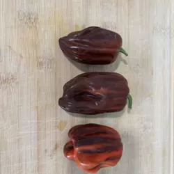 Customer review photo for Candy Cane Chocolate Cherry F1 Sweet Pepper