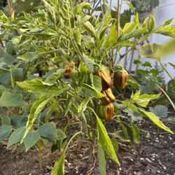 Customer review photo for Candy Cane Chocolate Cherry F1 Sweet Pepper