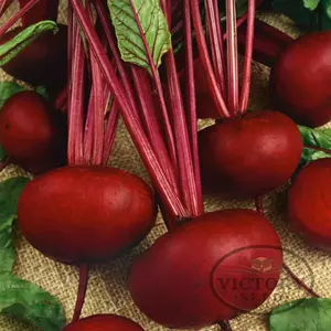 Crosby Egyptian Beet