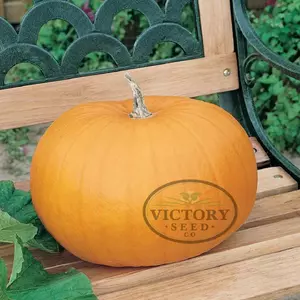 Connecticut Field Pumpkin