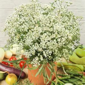 Anise