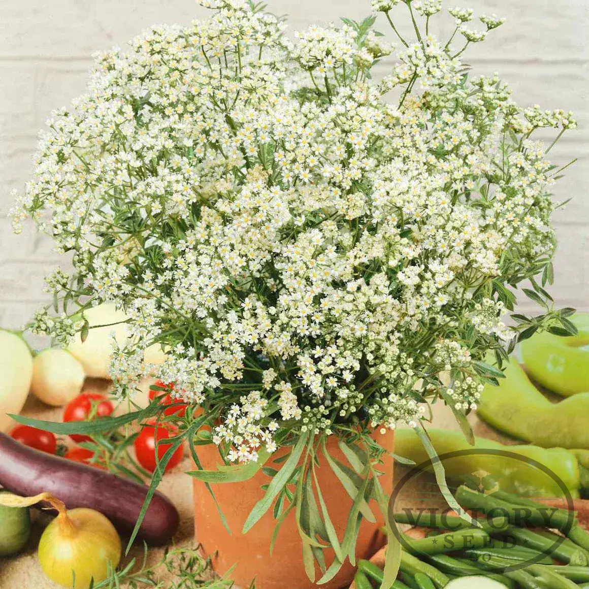 Anise