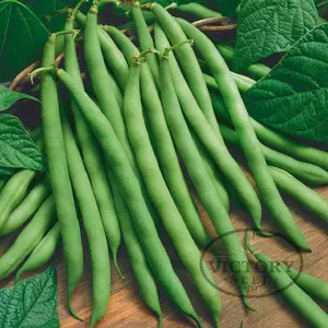 Blue Lake 274 Bush Green Garden Bean