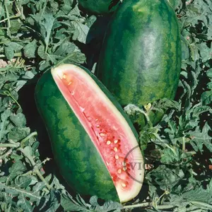 Congo Watermelon