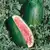 Congo Watermelon thumbnail 1