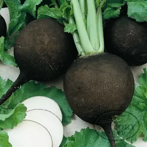 Black Spanish Round Radish