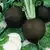 Black Spanish Round Radish thumbnail 1