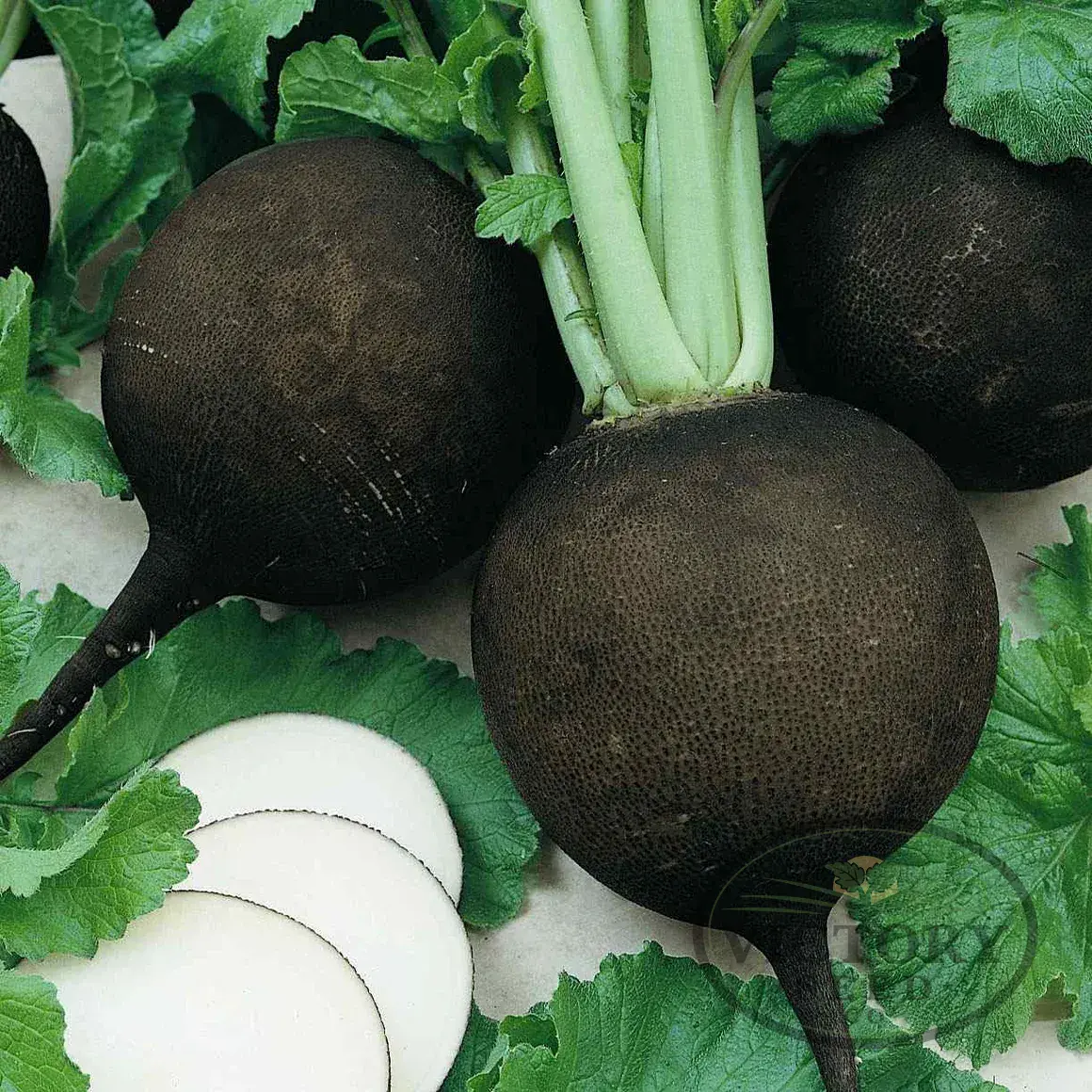 Black Spanish Round Radish
