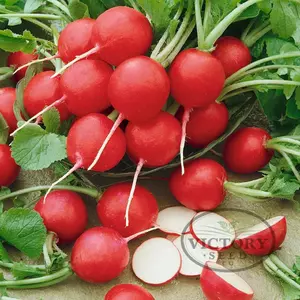 Cherry Belle Radish