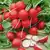 Cherry Belle Radish thumbnail 1