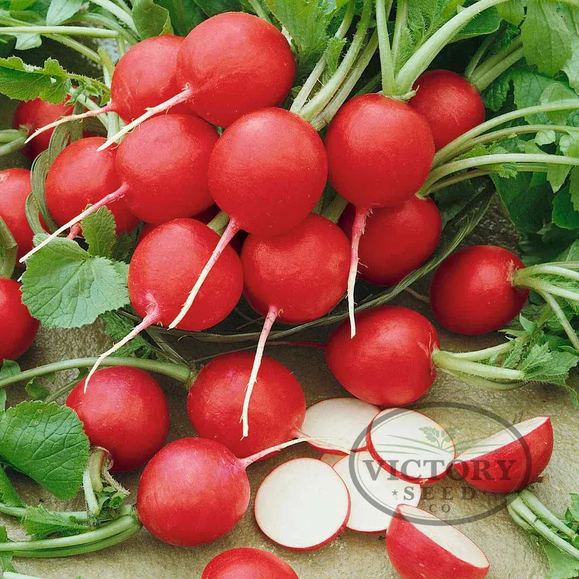 Cherry Belle Radish