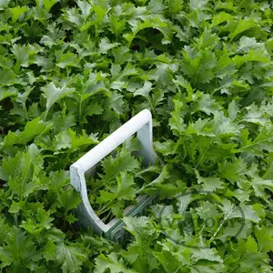 Old Fashioned Mustard Greens