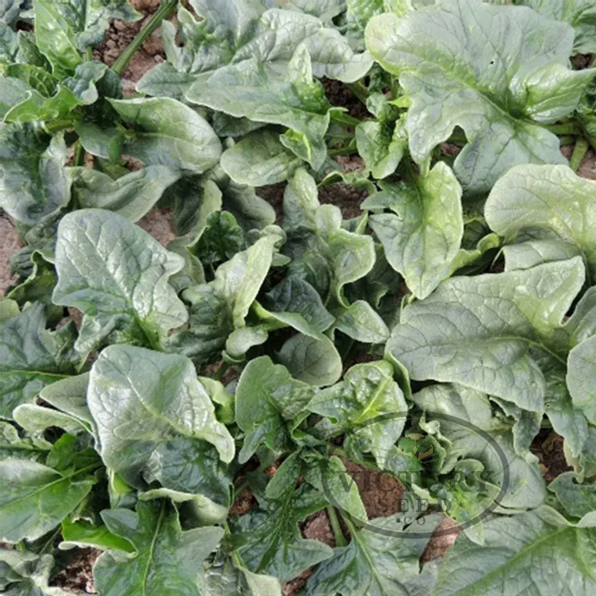 Viroflay (Monstrueux de Viroflay) Spinach