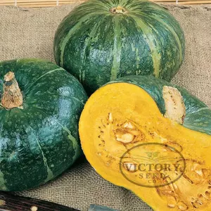 Burgess Buttercup Winter Squash