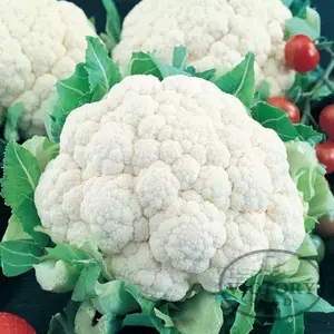 Snowball Y Improved Cauliflower