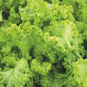 Green Wave (Greenwave) Mustard Greens