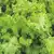 Green Wave (Greenwave) Mustard Greens thumbnail 1