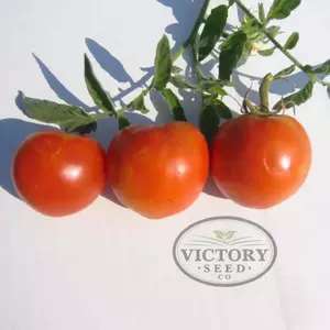 Flora-Dade Tomato