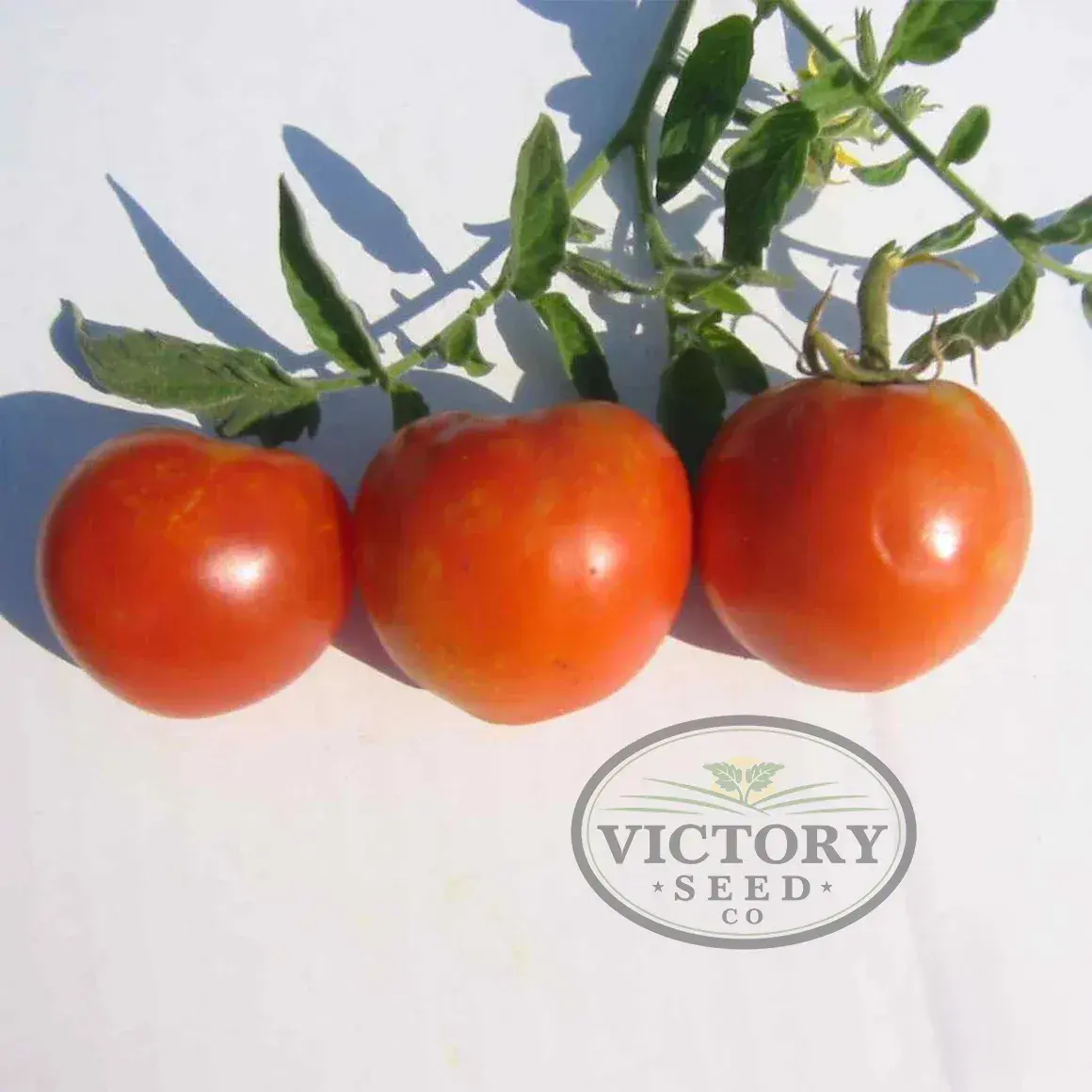 Flora-Dade Tomato