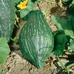 Hubbard, True Green Improved - Winter Squash