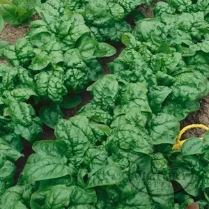 Bloomsdale Longstanding Spinach